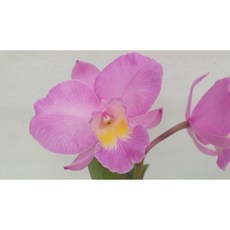 [신라난농원]카틀레야.정통 원조 크리스마스 로즈.예쁜 핑크색.꽃이너무예쁨.아주좋은향.인기상품.입고.필독뒷사진참고, 1개