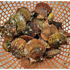 통영 제철 비단 홍가리비 국내산 조개구이 조개찜용, 1개, 1kg