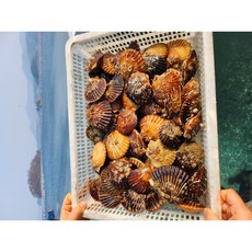 당일조업 통영 흑백가리비 특대, 1박스, 4kg (60-80미 내외)