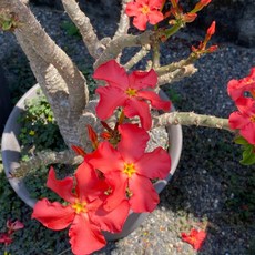 溫莎瓶幹 Pachypodium windsorii 塊根植物, 1個