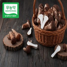 무농약 참송이버섯 국내산 생버섯 프리미엄 버섯 산지직송 신선버섯, 1박스, 참송이 버섯 1kg (가정용)