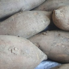 국내산 생 야콘 햇야콘 특상품 최상품 3kg 5kg10kg, 1박스, 생야콘(특품)갈라짐있음---10kg
