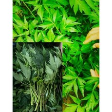 국내산 나주 산지직송 당귀순/잎당귀(장아찌 쌈채소용) 0.8~1kg 박스포함 알뜰농장, 2박스, 1개