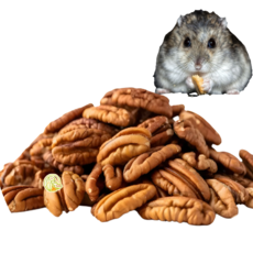 [내일도착] 100%자연 햄스터 이갈이 앵무새 애완조 견과류 간식 무염 피칸, 1개, 20g