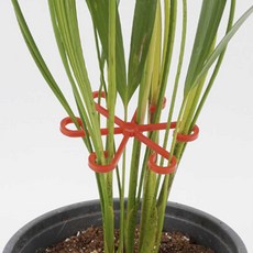 올영라이프 식물지지대 4P 식물고정인형, 그린