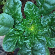 [남해우수농가] 압도적달달함 남해시금치 섬초 보물초, 1박스, 1kg