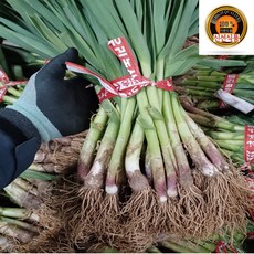 국내산 잎마늘 흙 풋마늘 1단, 1개, 흙풋마늘 1kg