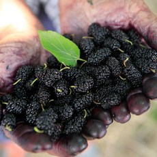아지매푸드! 햇 오디 냉동 최상품, 햇 오디 2kg[상품], 1개