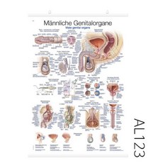EZ차트 AL123 남성생식기 차트 인체차트 해부학차트, 단품