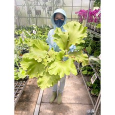 霏霏園藝蕾絲滾邊圓葉亞猴翠玉牡丹盆栽 免澆水仿真植物 室內裝飾綠植 提升居家品味, 1個