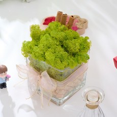 Cypress 空氣淨化芬多精 Scandia Moss 肉桂棒, 春綠