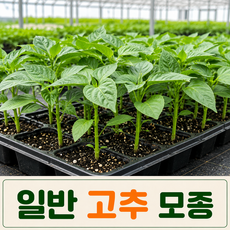 [팜톡톡 직영] 일반고추모종 5주 고추모종 채소모종 텃밭 베란다 화분재배 고추키우기 특색고추 채소모종 텃밭 주말농장 노지 화분재배용, 5개