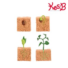 [캐스비] [캐스B]네이처 성장과정피규어식물(2773), 상세 설명 참조