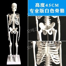 인체모델 해부학교구 근육 전신 성인 모형