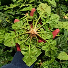 보물초 명품 남해시금치 달달한섬초 노지해풍, 1박스, 1kg