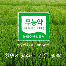 [산지직송]국수터 지장수 밀싹농장 밀싹 600g 1박스, 1개