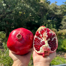 [쁘띠루] 고당도 프리미엄 석류 과즙가득 항산화 과일 선물용, 1세트, 1kg (3과 내외)