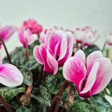 아비가든 시크라멘 중품 9색 색상선택 가능 겨울꽃 오래피는꽃 받침포함, 1개, 그라데이션 분홍색