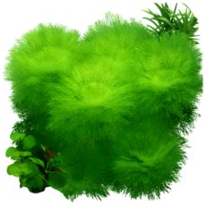 [수초대부] 자이언트 암브리아 키우기 쉬운 초보 달팽이 이끼 없는 수초 구피 어항, 7개