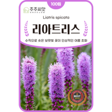 [주주씨앗] 리아트리스 씨앗 100립 / 보랏빛 다년생 야생화 꽃씨 씨앗몰, 1개