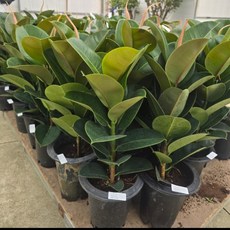 인테리어식물 공기정화식물 멜라닌 인도 고무나무(중대품), 1개