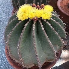 Ferocactus 黃彩玉仙人掌 室內盆栽 療癒植物, 1個
