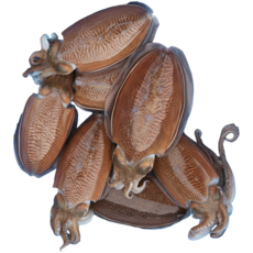 [당도보장] 갑오징어 통살오징어 부드럽고 쫄깃한 풍미, 1개, 갑오징어 3kg