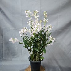 버드로즈/긴기아난/~5개만 세일판매~, 1개