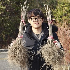 토종 오가피나무1-3년생 묘목 오갈피 약용수 조경원예, 1개, 토종오가피나무 2년생