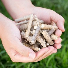 국산 가시오가피(절) 200gX2 나무 차 말린 건조 건 한방 담금주, 1개, 200g