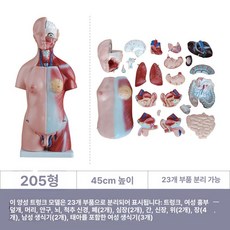 두우둥 인체장기구조 심장 인체 모델 3D 장기 골격, 1개, 205 45cm, 기본 모델명/품번