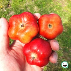 영주 별사과 달콤 아삭 미니사과 25년 수확 햇 사과, 1개, 못난이 중과 1kg (14-16과 내외)
