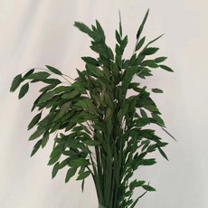 小盼草永生花真花幹花雲南工廠材料家居裝飾, 深綠色（吸色10支)