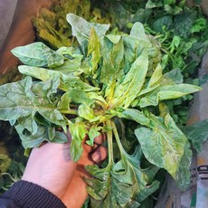 재래종 비금도 섬초 보물초 남해시금치 1kg 2kg, 1개