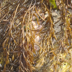 당일수확 발송 생 톳, 1개, 3kg