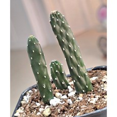 (서리) 만세선인장