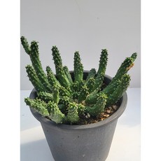 [가람다육] 이미너스 선인장, 1개