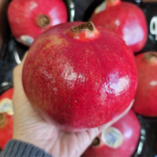 [재구매율1위] 항공직송 새콤달콤 프리미엄 석류, 1박스, 석류생과 1kg(3과 내외)