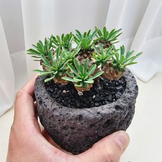 [제이팟다육] 화산석 돌화분에 심긴 아미산 괴마옥 다육식물 선인장 화분 세트