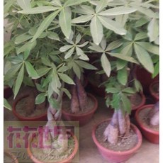 花花世界 常綠喬木馬拉巴栗-辮子狀1.2尺盆 高90-100cm 綠化布置 春意盎然, 1個