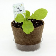 NEW 팜팜농장 상추 씨앗 식물 키우기 심기 모종 재배키트 어린이 원예체험