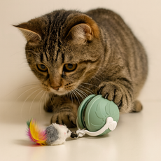 MAAH 고양이 새소리나는 발광 자동 장난감 SCB-08 [KC인증], 1개, 세이지민트