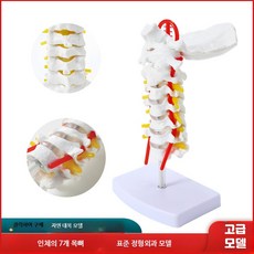 경추 모형 척추 모델 인체 해부학 병원 학교 목뼈 교육용, 1개, 대목 모델