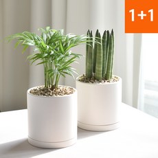 1+1 키우기 쉬운 공기정화식물 스투키 테이블야자 인테리어식물, 스투키+테이블야자(세라믹원형11호 세트), 1세트