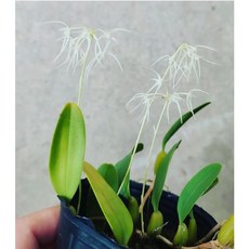 廣東石豆蘭出藝/適合生態缸/2.5吋/開小白花/好種開花性好, 1個