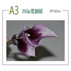 250磅 雪銅紙 A3 (100張), 1個