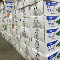 클릭마켓 특품 애호박 국내산, 1개, 애호박 특 1.25kg
