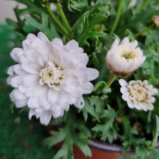 [다온야생화] N3689 목마가렛 (흰색겹) (10cm) [랜덤], 1개