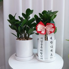 [리본화환] 공기정화식물 돈나무 금전수 소형 지름13cm 화이트 도자기화분 - 승진화분 개업화분 집들이선물 이사, 1개