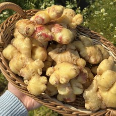 세척생강 국내산 햇 생강 신선한 알뜰 생강 대용량 영주 봉화, 1개, 세척생강 1kg  알뜰